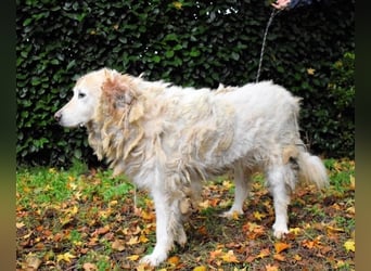 Akamu - Sucht seinen passenden Deckel