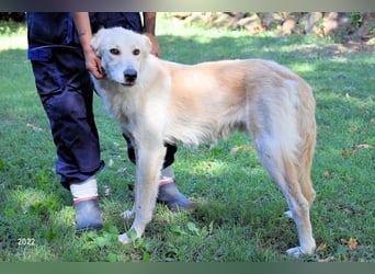 Antiloco - Nur ein Wunsch: endlich nach Hause!