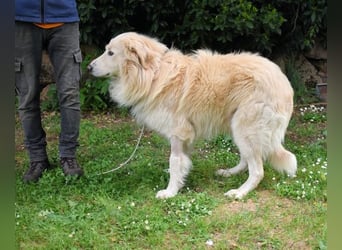 Marble -NOTFALL -  Die Geschichte vom geprügelten Hund