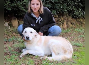 Yannick - SOS- (Dringend Pfflegestelle oder Zuhause gesucht )verloren zwischen Angst und Bindung