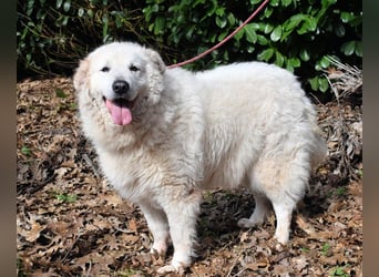 Tallulah - Grandezza auf vier Pfoten!