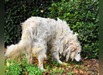 Akamu - Sucht seinen passenden Deckel