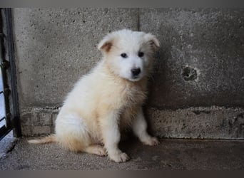 Cairox - Weiß jemand, was aufpassen eigentlich heißt?