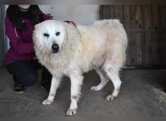DaigDaigle - "Tauschen Sie den Rest Ihres Zögerns gegen den Rest meines Lebens!"