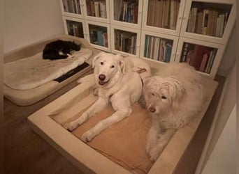 Stardust - Von der Erde zum Mond und zurück....