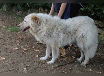 Pinturicchio - Finde den Fehler!