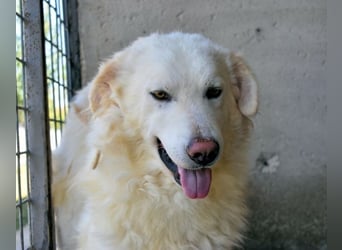 Folquet - Im falschen Leben