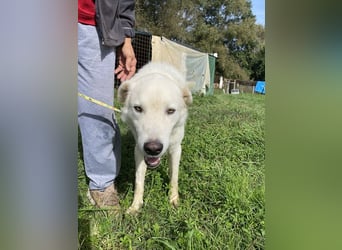 Boss - Wenn ein Name täuscht und ein Herz gewinnt