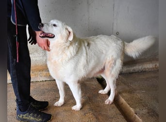 Sallustio - Der Sinn des Lebens