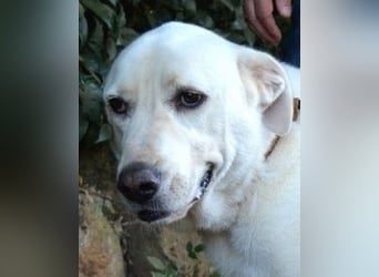 Alisky - XXL Körbchen für sanfte Hundedame gesucht