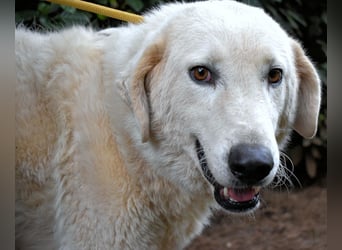 Damarius - niemals ist eine schrecklich lange Zeit