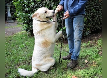 Zipper - Ein vergeudetes Leben