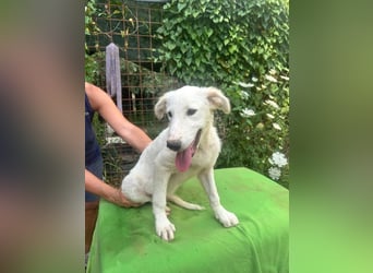 Tonia - eine sanfte Seele mit Flausen im Kopf