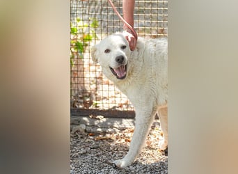 Cornelius - Woher soll er es können?