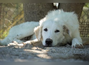 Tonia - eine sanfte Seele mit Flausen im Kopf
