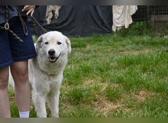 Boss - Wenn ein Name täuscht und ein Herz gewinnt