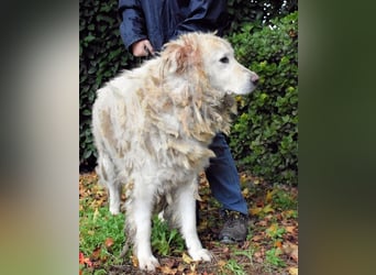 Akamu - Sucht seinen passenden Deckel