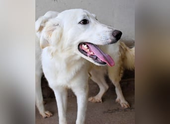 Hadrianus - weiß, es wird einmal ein Wunder gescheh'n