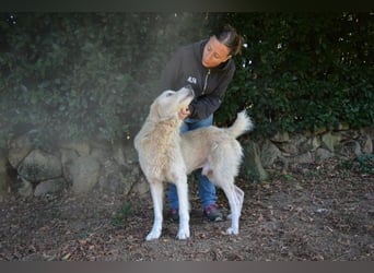 Sisko - es sind so viele