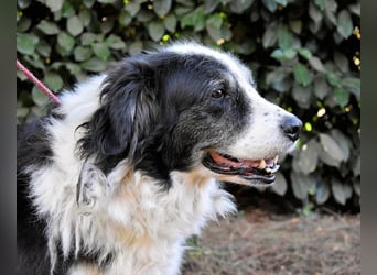 Hindah - Dreieinhalb Sommersprossen