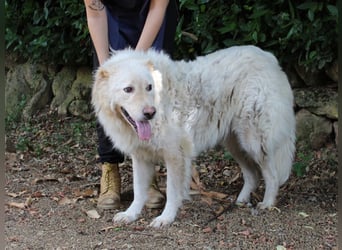 Pinturicchio - Finde den Fehler!