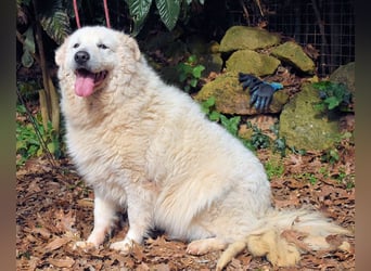 Tallulah - Grandezza auf vier Pfoten!