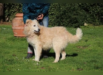 Dominico - Die Stimme des Windes