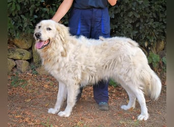 Aristodemo - nicht nur Schall und Rauch