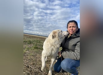 Mulan - Sanfte Präsenz, großes Herz