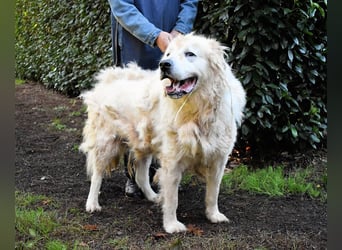 Apolonio - möchte für seine Menschen ein Fels in der Brandung sein