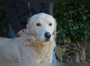 Sisko - es sind so viele