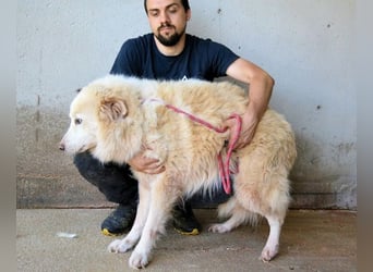 Olivielle- Junge Dame im Bärenmantel