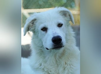 Mira - eine weiße Herzensbrecherin und ihre drei Schwestern