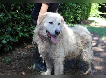 Noak - Alles nur Wunschdenken... ?