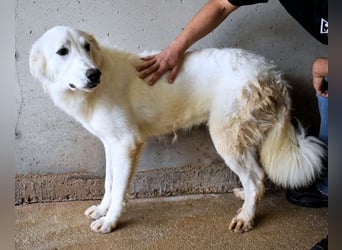 Hadrianus - weiß, es wird einmal ein Wunder gescheh'n