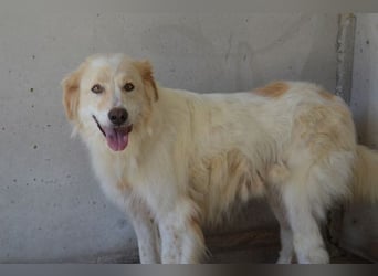 Pratheep - Vom Clan der Fussel - Pfoten