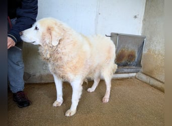 Eskie - aber bitte mit Sahne ins Glück!