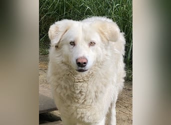 Sindbad - Zwischen Vorsicht und Vertrauen