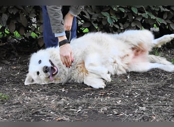 Hadriano - Viel mehr als nur einer unter vielen!