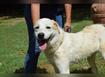 Neeko - Traumhund sucht Traummenschen