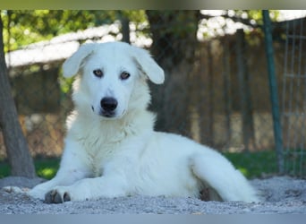 Madea - eine weiße Herzensbrecherin und ihre drei Schwestern