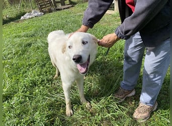 Boss - Wenn ein Name täuscht und ein Herz gewinnt