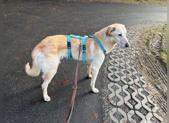 Yannick - SOS- Dringend Pflegestelle oder Zuhause gesucht - verloren zwischen Angst und Bindung