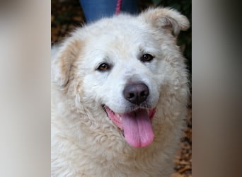 Tallulah - Grandezza auf vier Pfoten!