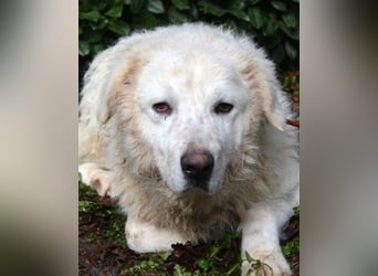 Gherardo - Ein Adler bleibt ein Adler...