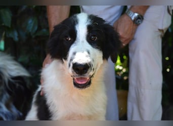 Lambertino - Pünktchen möchte nach Hause