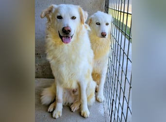 Folquet - Für immer zusammen?