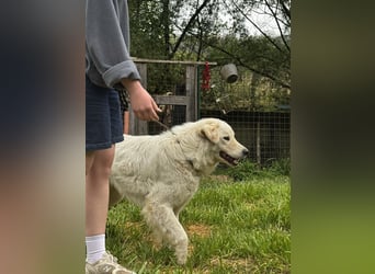 Boss - Wenn ein Name täuscht und ein Herz gewinnt