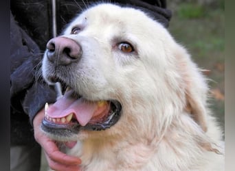 Balvin - kleiner Großer