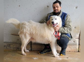 Sallustio - Der Sinn des Lebens